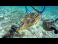 Spearfishing in french polynesia the ume dition 2016  full go pro