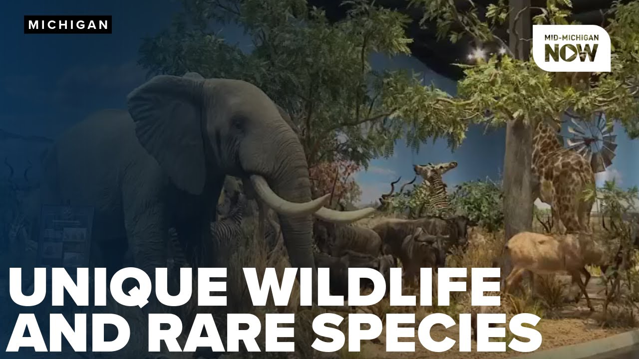 EXPLORING MICHIGAN: Visit a unique wildlife center with rare species, conservation classes
