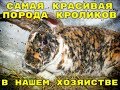 САМАЯ КРАСИВАЯ И НАДЁЖНАЯ ПОРОДА КРОЛИКОВ В НАШЕМ ХОЗЯЙСТВЕ