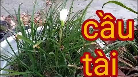 Cây cầu tài - cây cầu lộc -  giúp tiệm bạn đông khách như kiến - cay phong thuy