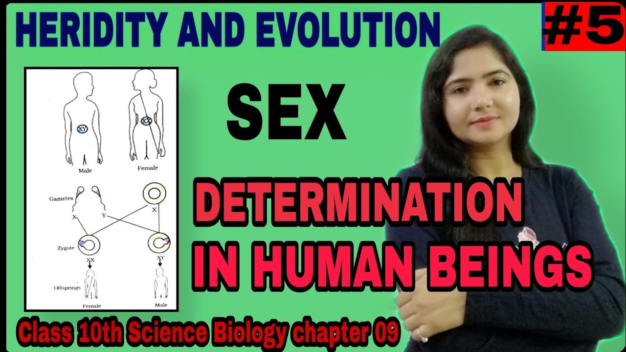 #5 | How to Determine The Sex Of Child In Humans |Sex Determination