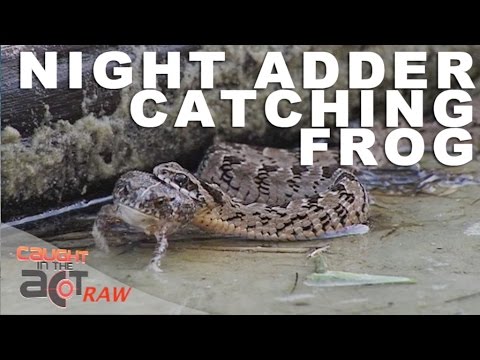 mountain lion live tv Night Adder snake catches frog and eats it alive | Caught in the Act RAW