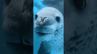 Морской Леопард   опасный морской хищник! #shorts #змеявруках #животные #история #кит