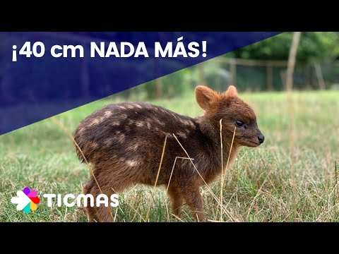 Video: ¿Qué es un pudú chileno?