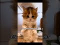 #cat #ykstavsiye #matematik #music #komedi #ytdayibenionecikarnolur #cute #diy #funny #blackpink