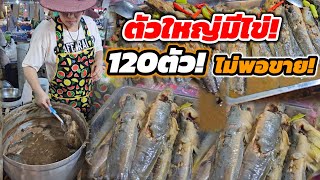 ตัวใหญ่มีไข่ ขายแค่50บาท‼️เอามา120ตัว ยังไม่พอขาย ลูกค้าต่อคิวแย้งกันซื้อ 3ชั่วโมงเกลี้ยง🔥