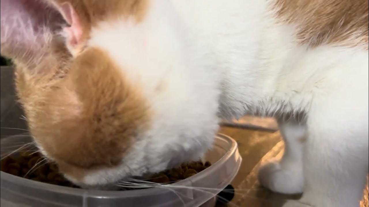 Hamster Cat stores food in cheeks YouTube