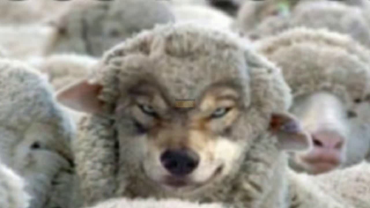 Волк в овечьей шкуре Мем.