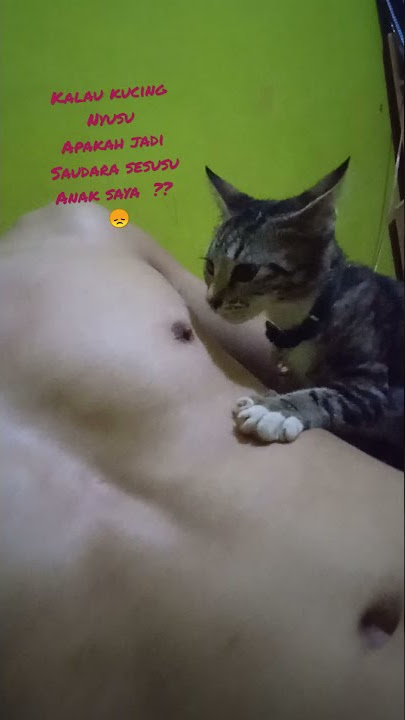 Kucing Lucu, Nyusu majikan #shorts #short #cats #kucing #shortvideo