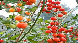 EASY Watering Trick for Amazing Tomato Harvests