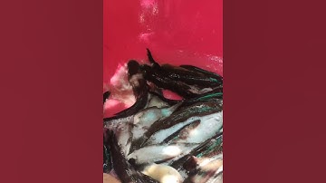 Cuộc sống mới một ngày thăm lờ trúng mánh với cá lóc và thác lác !!!!  #fishing #thăm #food