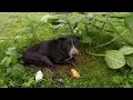 Homeless Dog Too Sick To Move, Collapsed In The Rain – Now Watch When Animal Heroes Step In