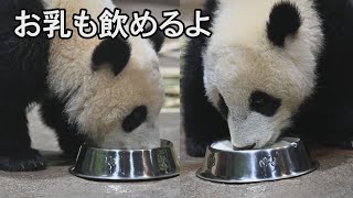 お乳も上手く飲めるよ　上野の双子パンダ　320日齢