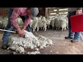 Angora Goat Shearing
