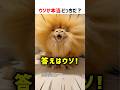 【何問正解できる？】ウソか本当どっちだ！？ part94 #ショート #クイズ #shorts #猫 #かわいい #cat #funny