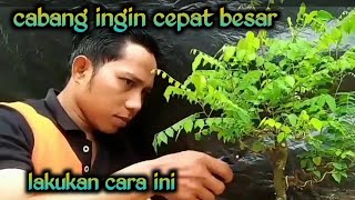 CARA MEMBESARKAN CABANG BONSAI BELIMBING
