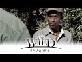 The wild  pisode 6  complet en franais  1080