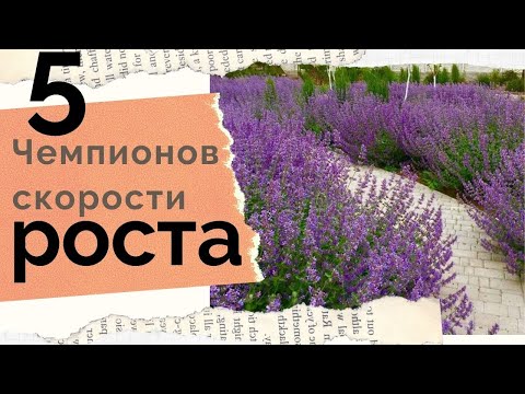 Видео: Является ли клеома хорошим цветком для срезки?