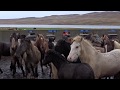 Pferdeabtrieb in Island (5): Auðkúlurétt 2017