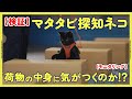 【検証】マタタビ探知猫!?荷物の中にマタタビが入っていたら猫は気がつくの?【モニタリング】