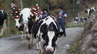 Real cows parade