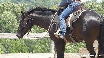 Jack***For info, price, etc., go to our website: ValleyViewRanch.net***