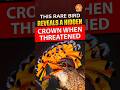 This Rare Bird Reveals a Hidden Crown When Threatened
