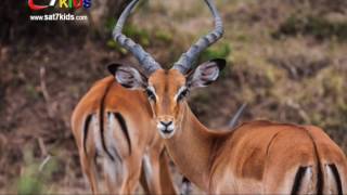 Yalla Nghanny Sawa report S6 Eps #052 Impala - حيوان الظبي