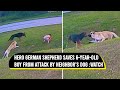 Hero German shepherd saves 6-year-old boy from attack by neighbor’s dog