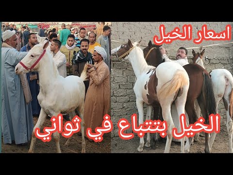 اسعار الخيل الفلسطيني والبلدي والحمير الجر والركوب باكبر اسواق الجمهوريه للخيل وتغطيه كامله 