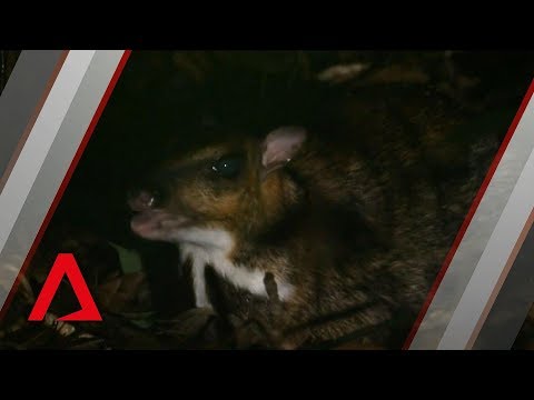 Singapore's surprising wild life | Filming the elusive Greater Mousedeer | Wild City: Forest Life