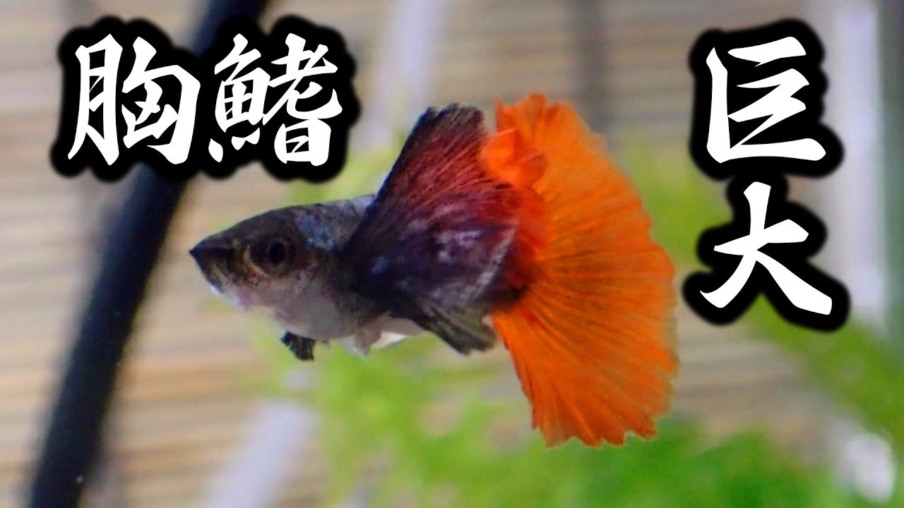 ダンボ グッピー #guppy #熱帯魚 熱帯魚）プラチナモザイクダンボ・グッピー オス（外国産）（3匹