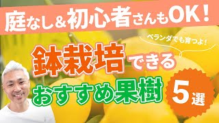 庭なし 初心者さんもok 鉢栽培できる果樹おすすめ５選 Youtube