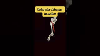 Obturator Externus | Hidden Hip Rotator Explained in 10 Seconds 🦴