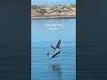 Pelicans in Flight – Baja Mexico Wildlife Short
