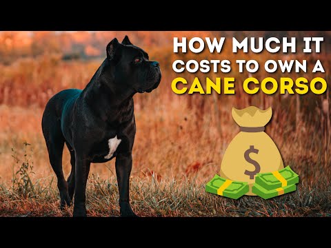 How Much It Costs To Own a Cane Corso