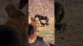DARE TO DISTURB HIM!! THE HORSE KICKS THE DOG UNTIL IT GOES OUT #animalshorts #funniestanimals