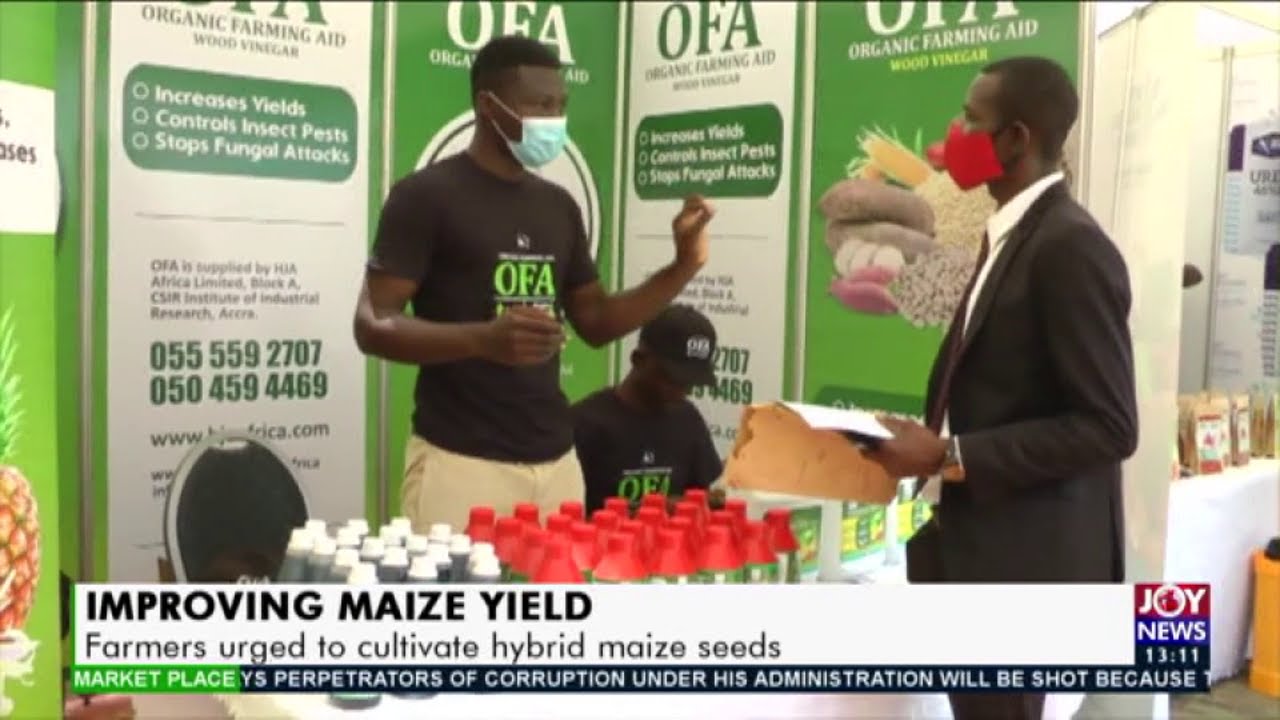 Improving Maize Yield: Farmers urged to cultivate hybrid maize seeds (16-10-20)