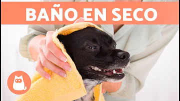 ¿Qué ocurre si no lavas los cuencos de tu perro?