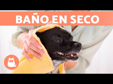 Video: Baños de barro natural para perros receta