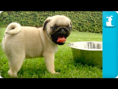 Puppy Love - Pug Puppies