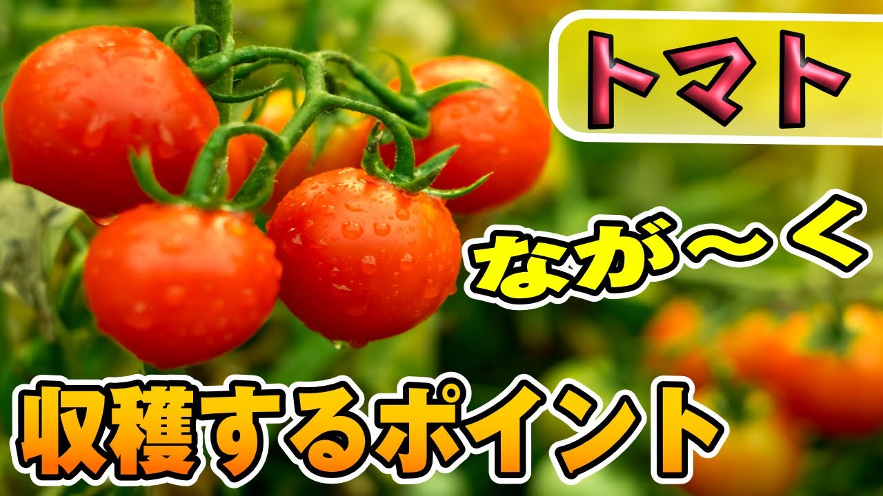 失敗しない 初心者もできる中玉 ミニトマトの育て方 家庭菜園 21年 マッキーブログ