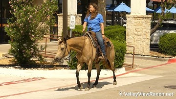 Barbies Bobcat - riding in town! - ValleyViewRanch.net