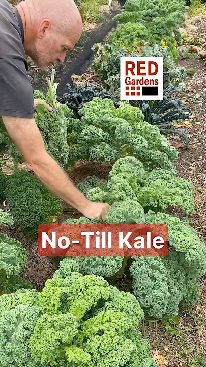 No-Till Kale Varieties #nodig #varietytrial #notill #fertility