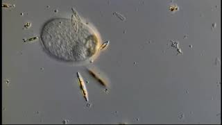 PRORODON CILIADO