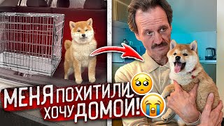 ЩЕНКА СИБА ИНУ УКРАЛИ! СПАСЛИ МАЛЫША и ВЕРНУЛИ ХОЗЯИНУ!