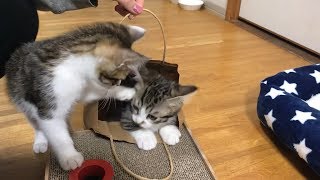 紙袋を奪い合うゆずぽんずがかわいい