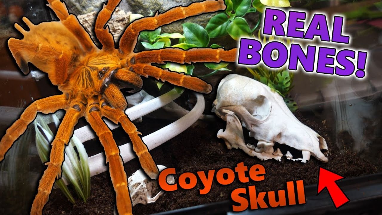 Building a Graveyard-Themed Tarantula Enclosure!