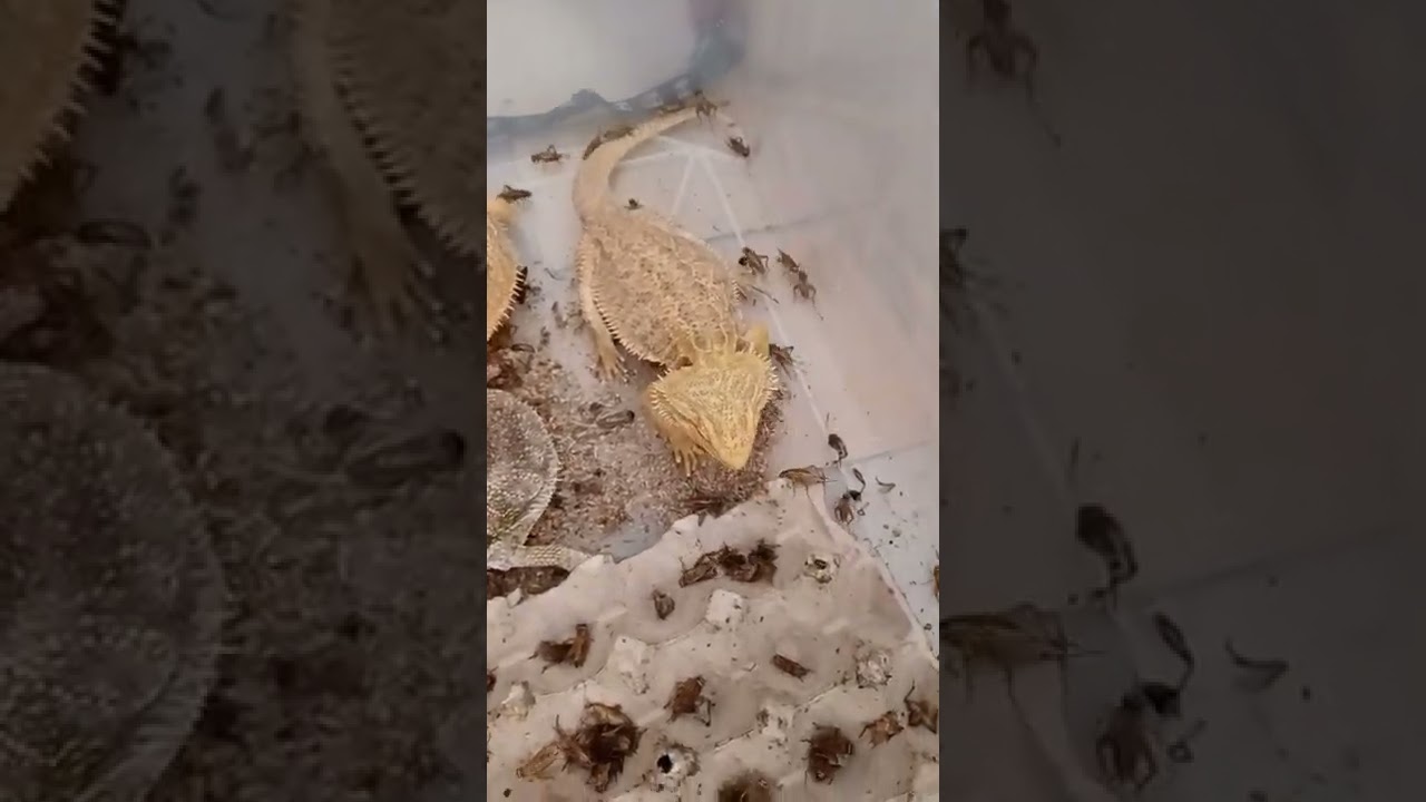Desinteressierte Bartagame mit Heimchen 😂 | 🐍 Viking Reptiles 