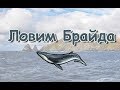 Русская Рыбалка 3.99 (Russian Fishing) Ловим Полосатика Брайда #5